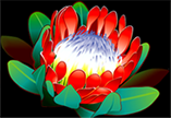 Flower scatter symbol in 50 Lions